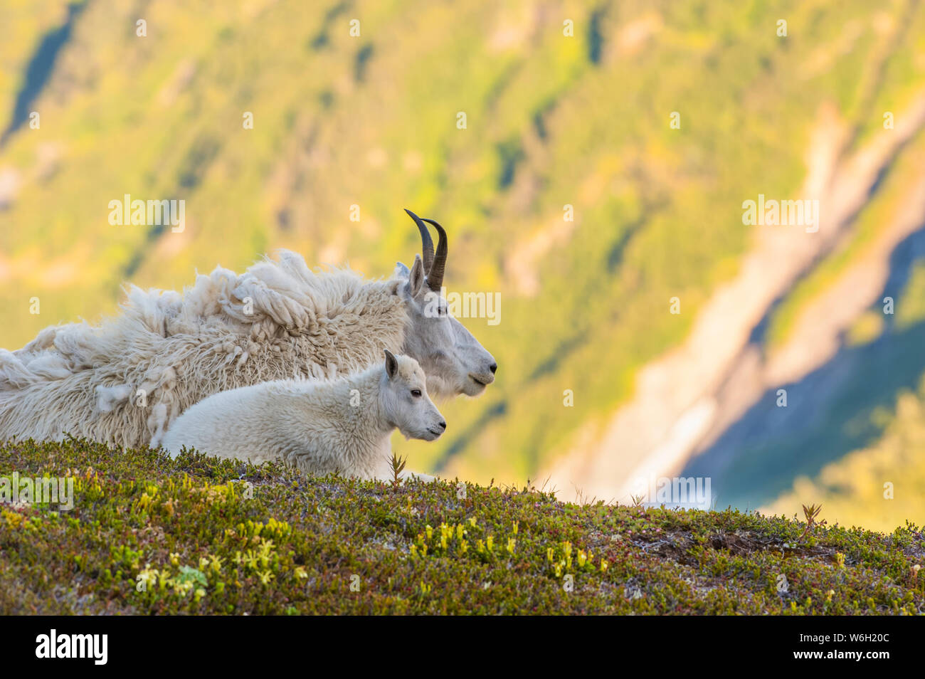 Una capra di montagna (Oreamnos americanus) nanny con il suo bambino che giace sulla cima di una collina nel Parco nazionale di Kenai Fjords su una soleggiata giornata estiva Foto Stock
