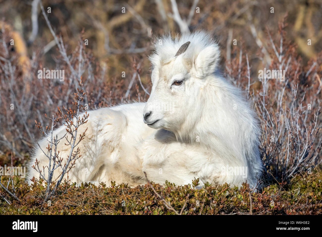 Dall'agnello di pecora (Ovis dalli) con il suo cappotto invernale in seduta spazzola, Chugach Mountains, sud-centrale; Alaska Alaska, Stati Uniti d'America Foto Stock