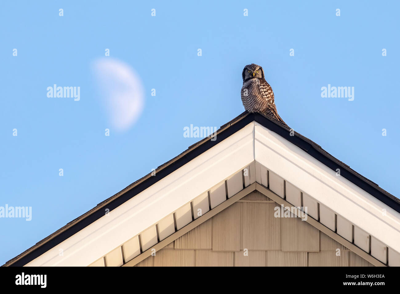 Northern Hawk Owl (Surnia ulula), noto per essere seduto sul più alto persico possibile mentre si cerca preda come voles che si muovono sotto. Questo si siede ... Foto Stock