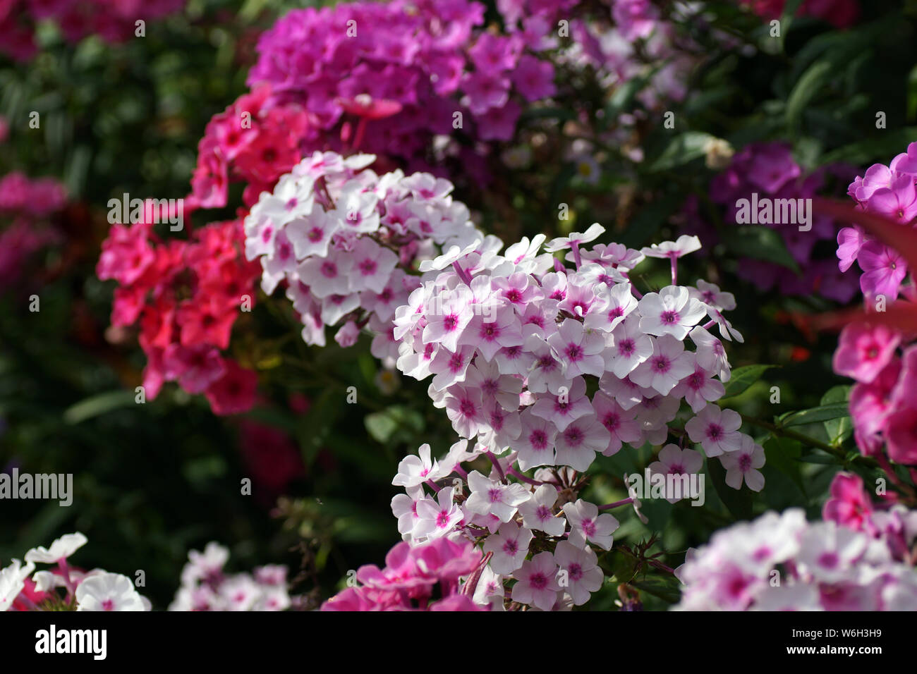 Multi-colore di phlox nella foto. Phlox paniculata, cadono phlox, giardino phlox, phlox perenni. Frammento di un giardino estivo in fiore. Foto Stock