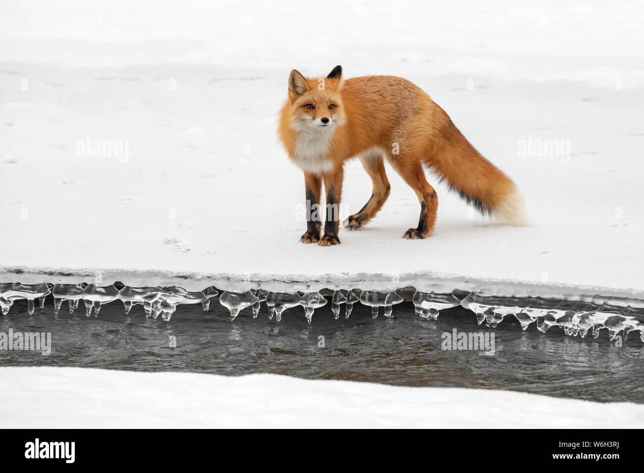 Red Fox (Vulpes vulpes vulpes) permanente sulla neve al Campbell area torrente in inverno in cerca di roditori e di altri prodotti alimentari, sud-centrale di Alaska Foto Stock