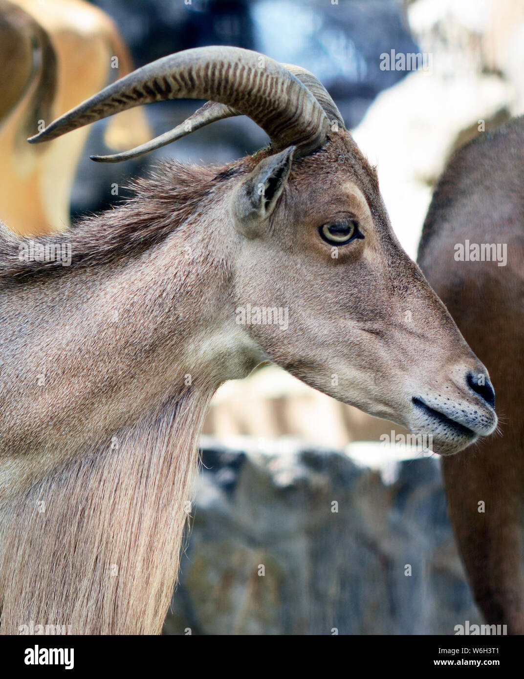 Il camoscio su pietra Foto Stock