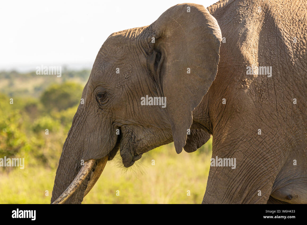 Close-up colore fotografia della testa di elefante singolo adulto nel profilo, preso sul Ol Pejeta conservancy, Kenya. Foto Stock