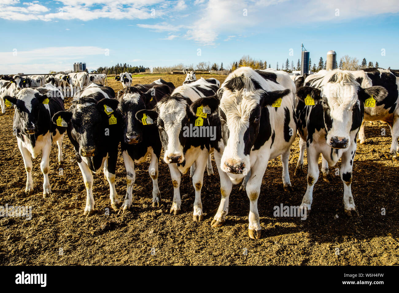 Curioso vacche Holstein guardando la macchina fotografica mentre in piedi in un'area recintata con le etichette di identificazione nelle loro orecchie su una fattoria robot... Foto Stock