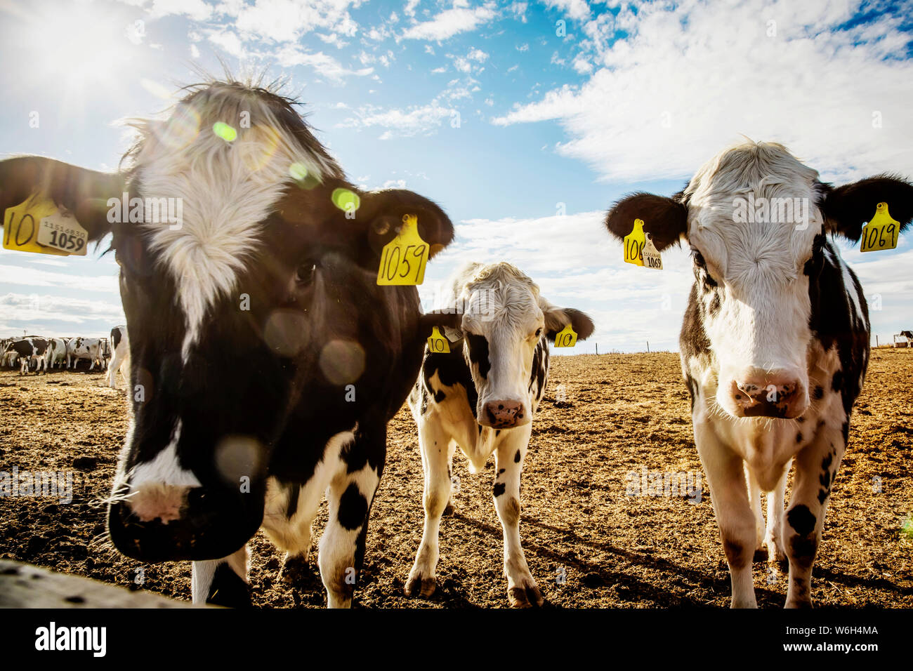 Curioso vacche Holstein guardando la macchina fotografica mentre in piedi in un'area recintata con le etichette di identificazione nelle loro orecchie su una fattoria robot... Foto Stock