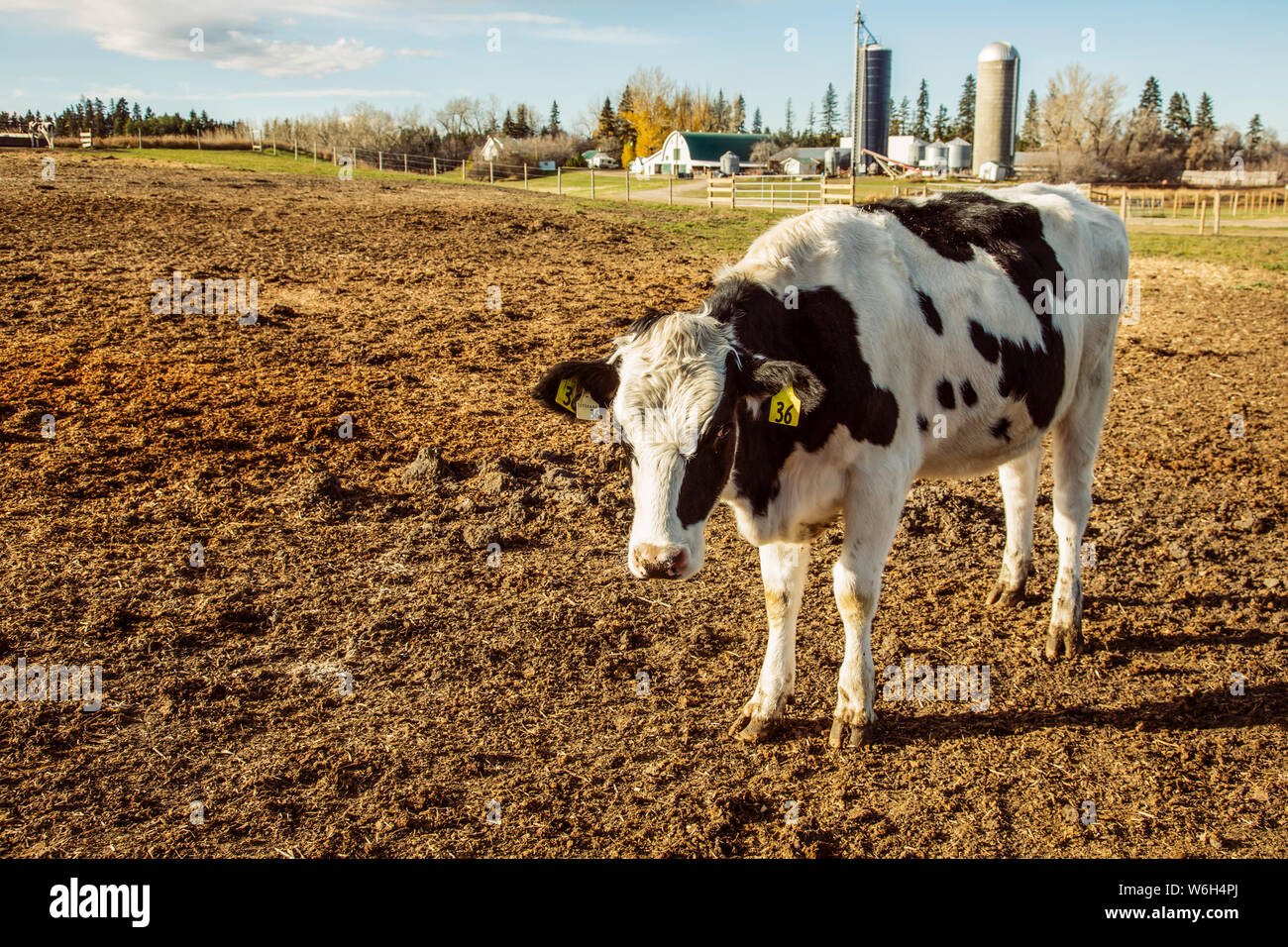 Holstein mucca in piedi in un'area recintata con etichette di identificazione in esso è orecchie e strutture di fattoria in background su un robot caseificio... Foto Stock