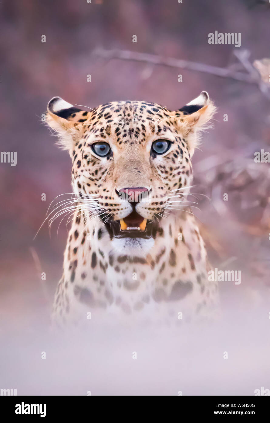 Ritratto di un Leopard (Panthera pardus) nascosto dalla nebbia tecnica, India settentrionale; il Rajasthan, India Foto Stock