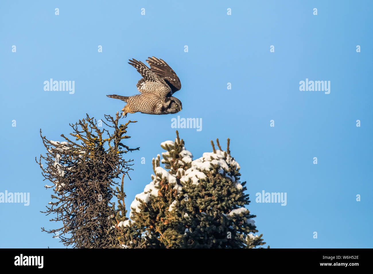 Northern Hawk Owl (Surnia ulula), noto per essere seduto sul più alto persico possibile mentre si cerca preda come voles che si muovono sotto. Questo prende... Foto Stock