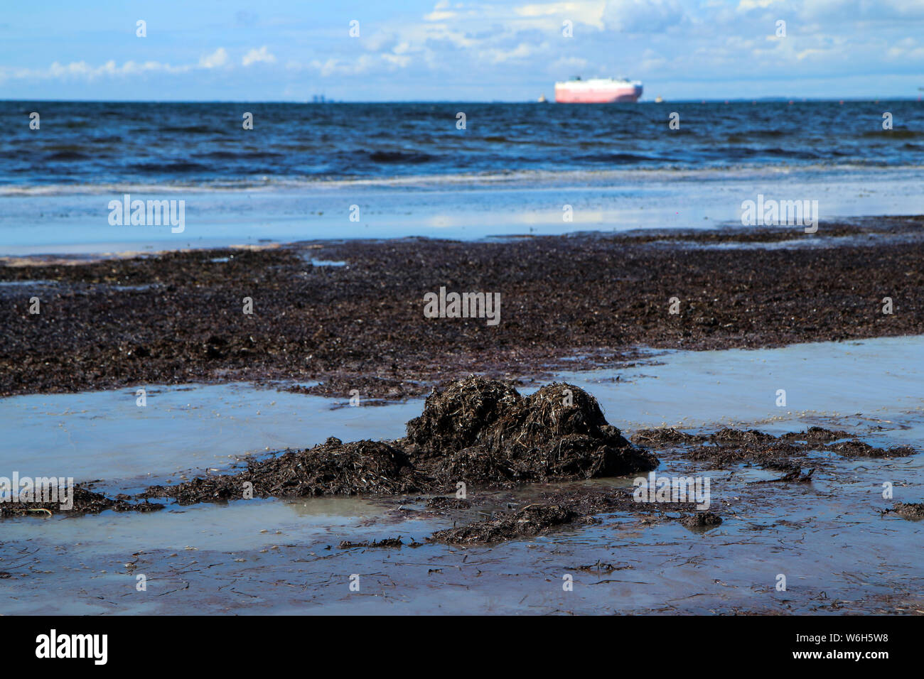 Una spiaggia di sabbia a Malmö in Svezia con il marcio alghe maleodoranti su di esso con una sporca acqua sporca Foto Stock