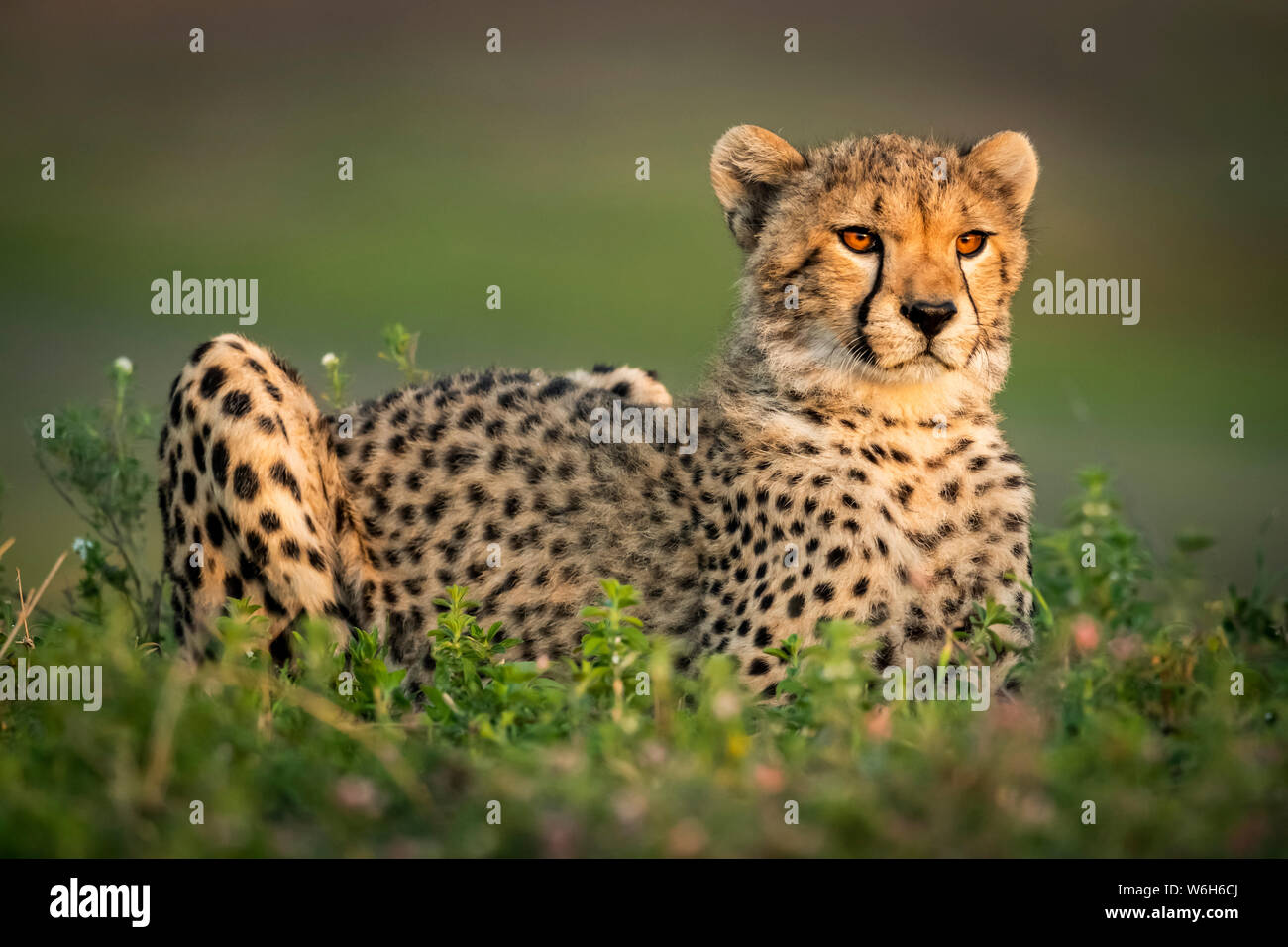 Ghepardo (Acinonyx jubatus) con catchlights giace in cespugli, Parco Nazionale Serengeti; Tanzania Foto Stock