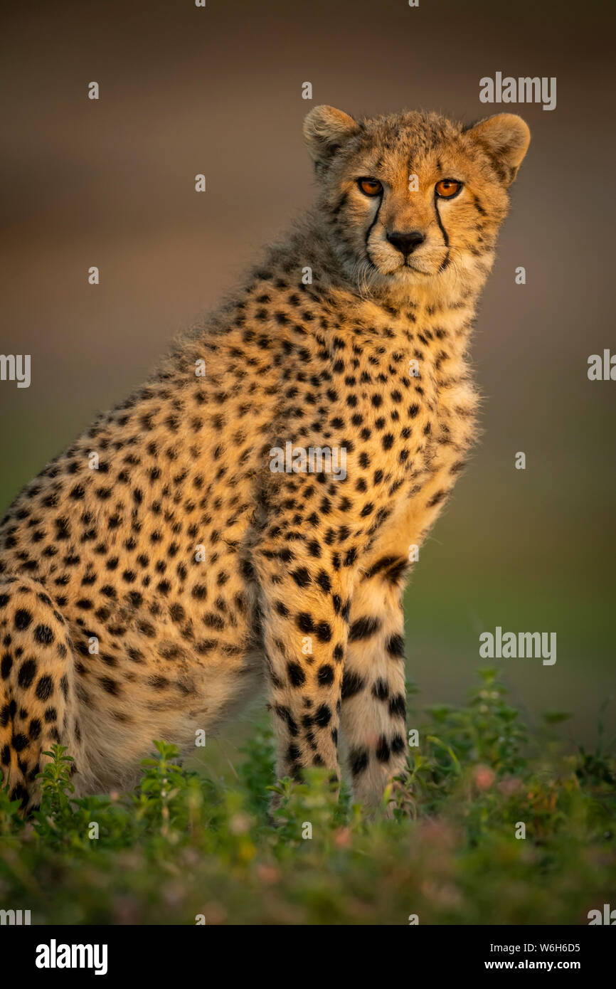 Primo piano del cucciolo di Cheetah (Acinonyx jubatus) seduto con la luce di catchlight, Parco Nazionale di Serengeti; Tanzania Foto Stock