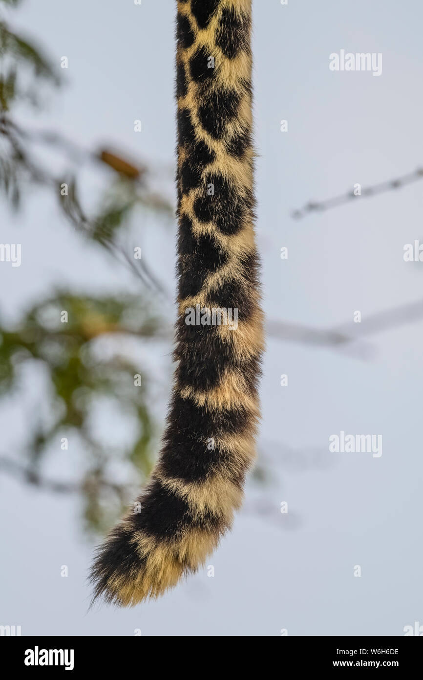 Primo piano della coda del leopardo (Panthera pardus) che pende dritto, Parco Nazionale di Serengeti; Tanzania Foto Stock