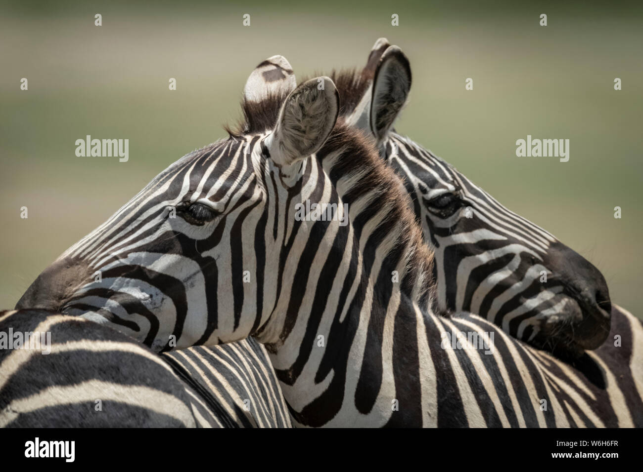 Close-up di pianura zebra (Equus quagga) poggiante su un altro, Serengeti National Park; Tanzania Foto Stock