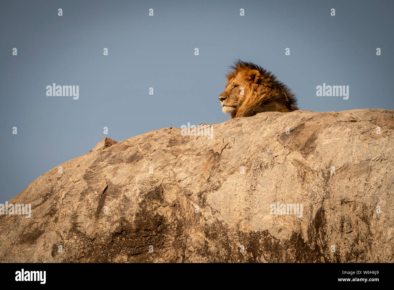 Testa di leone maschio (Panthera leo) giacente su kopje, Serengeti National Park; Tanzania Foto Stock