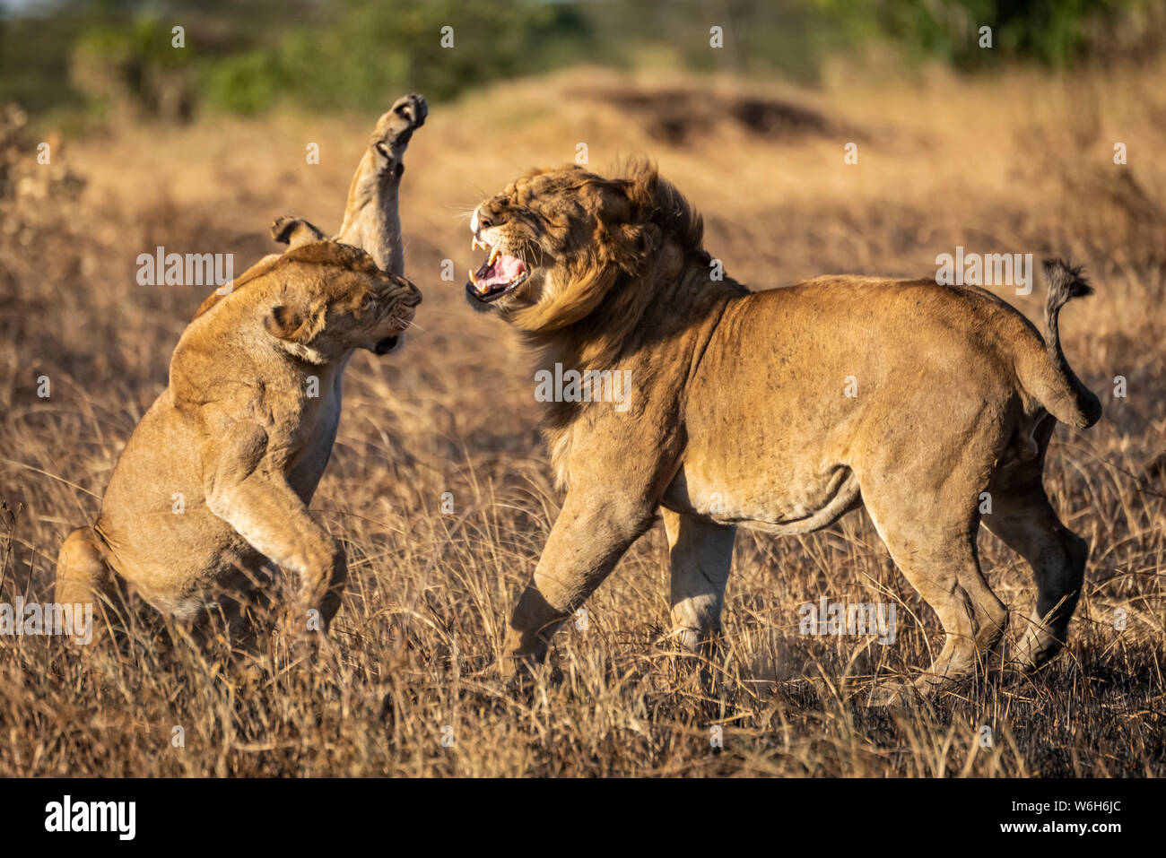 Una leonessa (Panthera leo) sta per schiaffare un leone maschio con la zampa dopo l'accoppiamento. Entrambi hanno cappotti d'oro e sono in piedi su una patch di bruciato ... Foto Stock