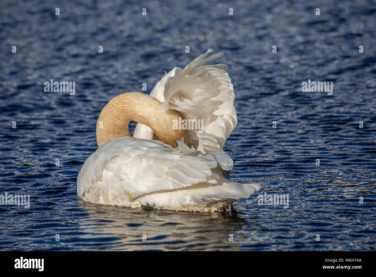 Cigni trombettieri (Cygnus buccinator) arrivano in Alaska all'inizio della primavera, il nostro più grande galleggiamento. Questo cigno sta preening è piume in uno stagno vicino a Sew... Foto Stock