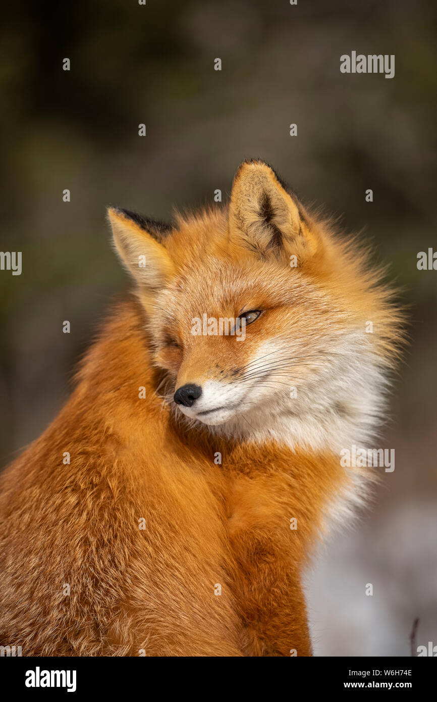 Red Fox (Vulpes vulpes vulpes) guardando indietro. Famiglia di Fox è stato spesso visto qui vicino a Campbell Creek e viaggia su city bike trail Foto Stock