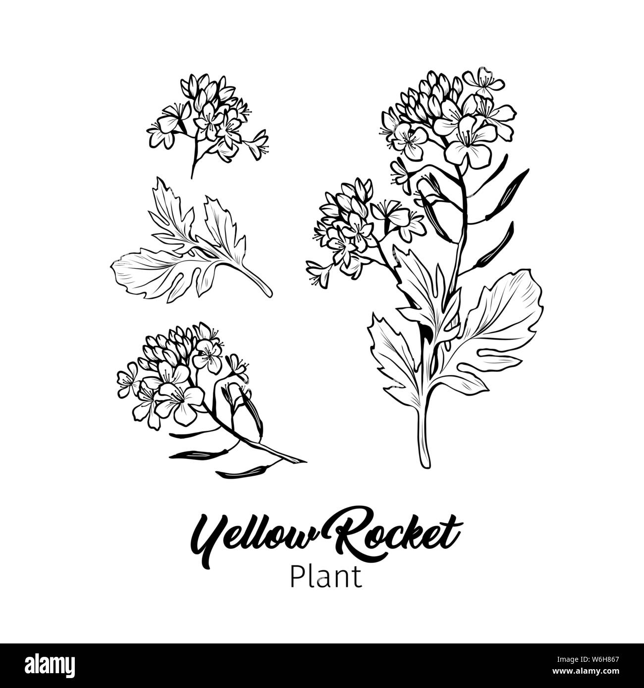 Barbarea vulgaris blossom vettore di freehand bozzetti set. Fioritura estiva impianto di miele bianco e nero incisione. Bittercress, giallo fiori a razzo mono Illustrazione Vettoriale