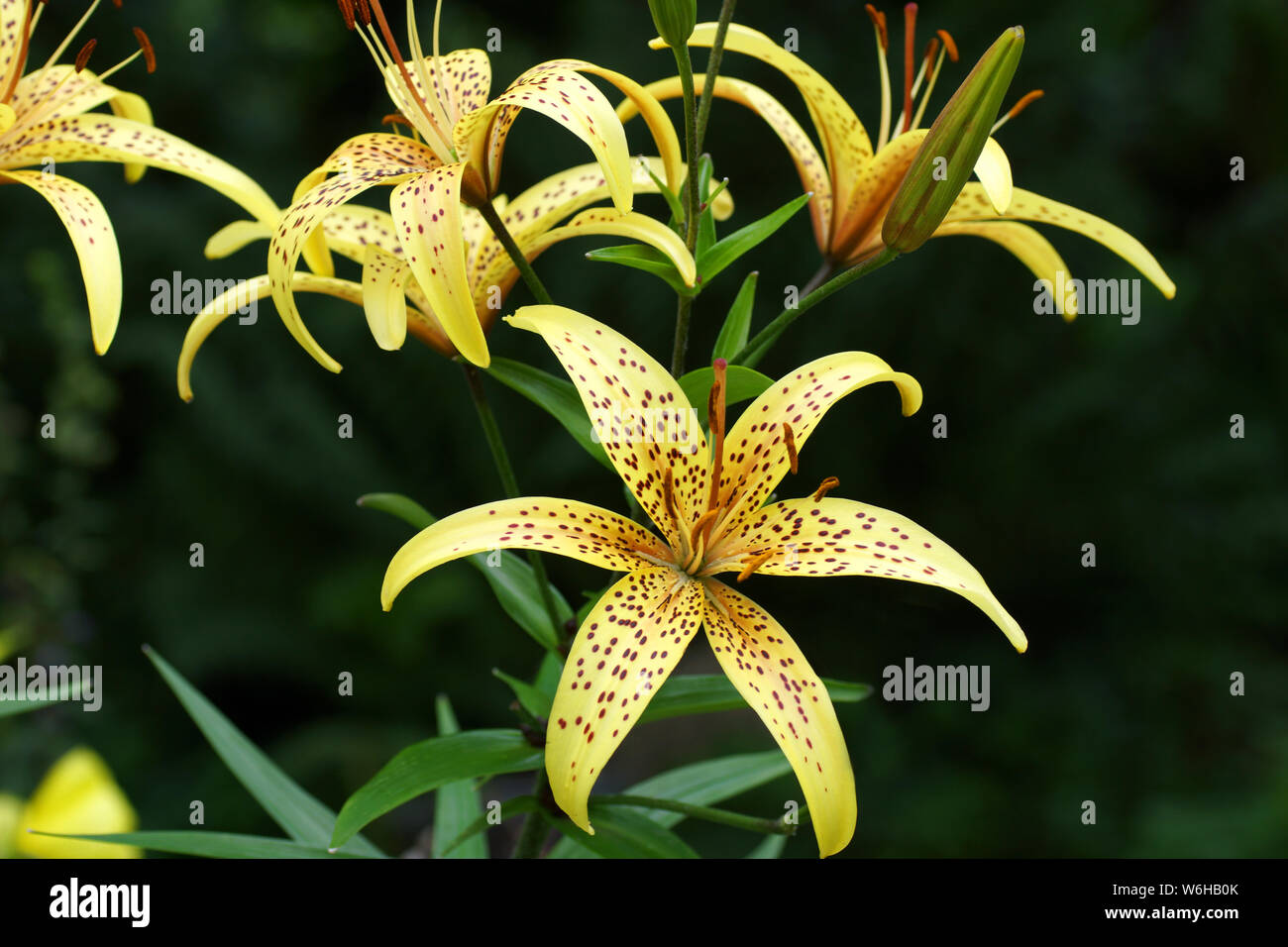 Aelita ibridi asiatici (divisione I). Yellow Tiger lilies in giardino. Foto Stock
