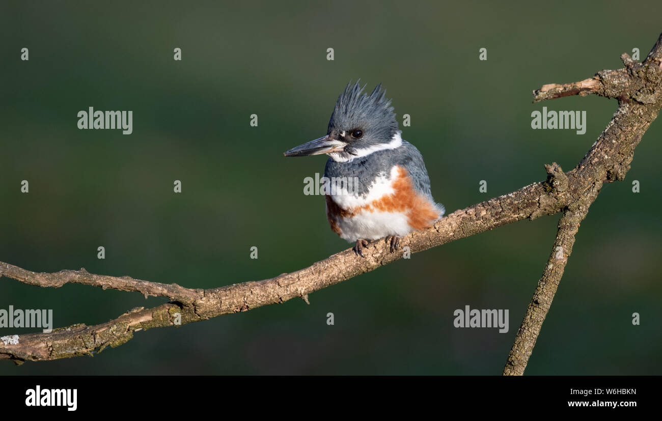 Belted Kingfisher in Pennsylvania Foto Stock