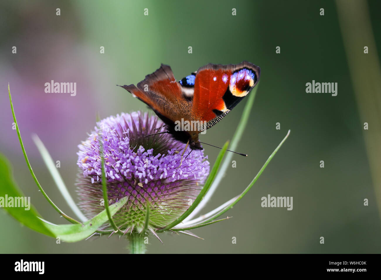 Farfalla pavone (Algais io) Foto Stock