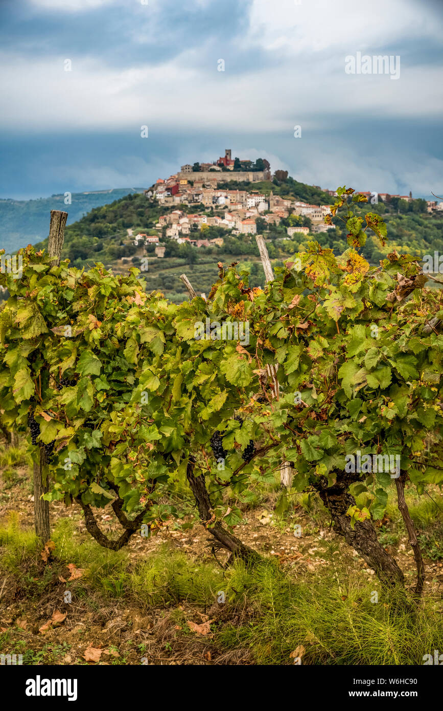 Vigneti circostanti la collina del borgo medievale di Montona; Montona, Istria, Croazia Foto Stock