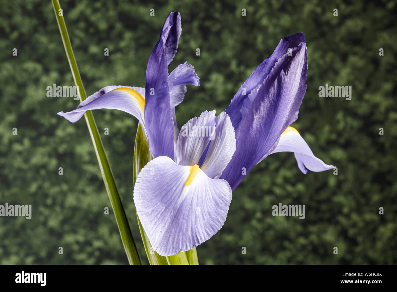 Viola scuro Iris Foto Stock