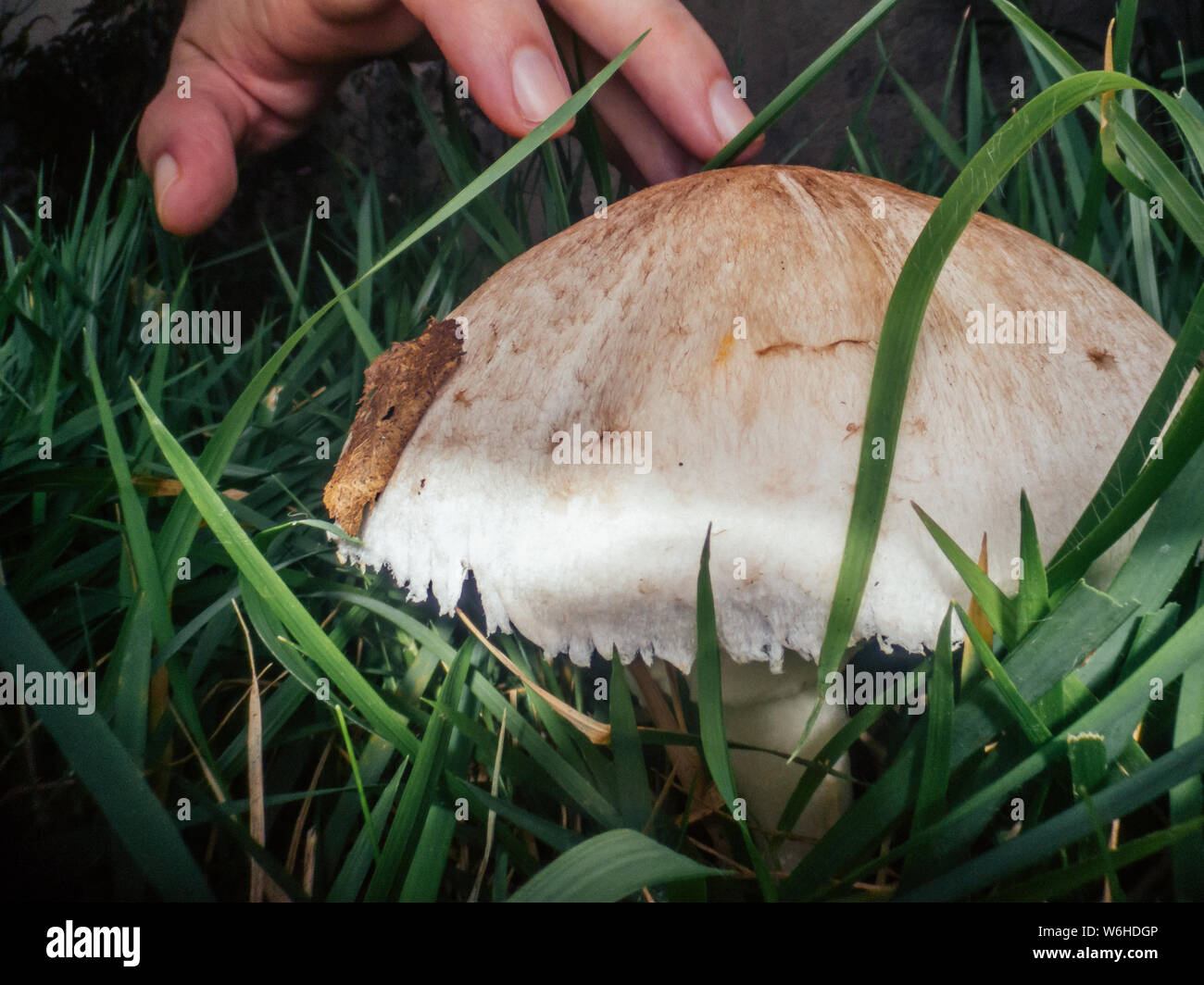 Fungo gigante che cresce su un cantiere Foto Stock