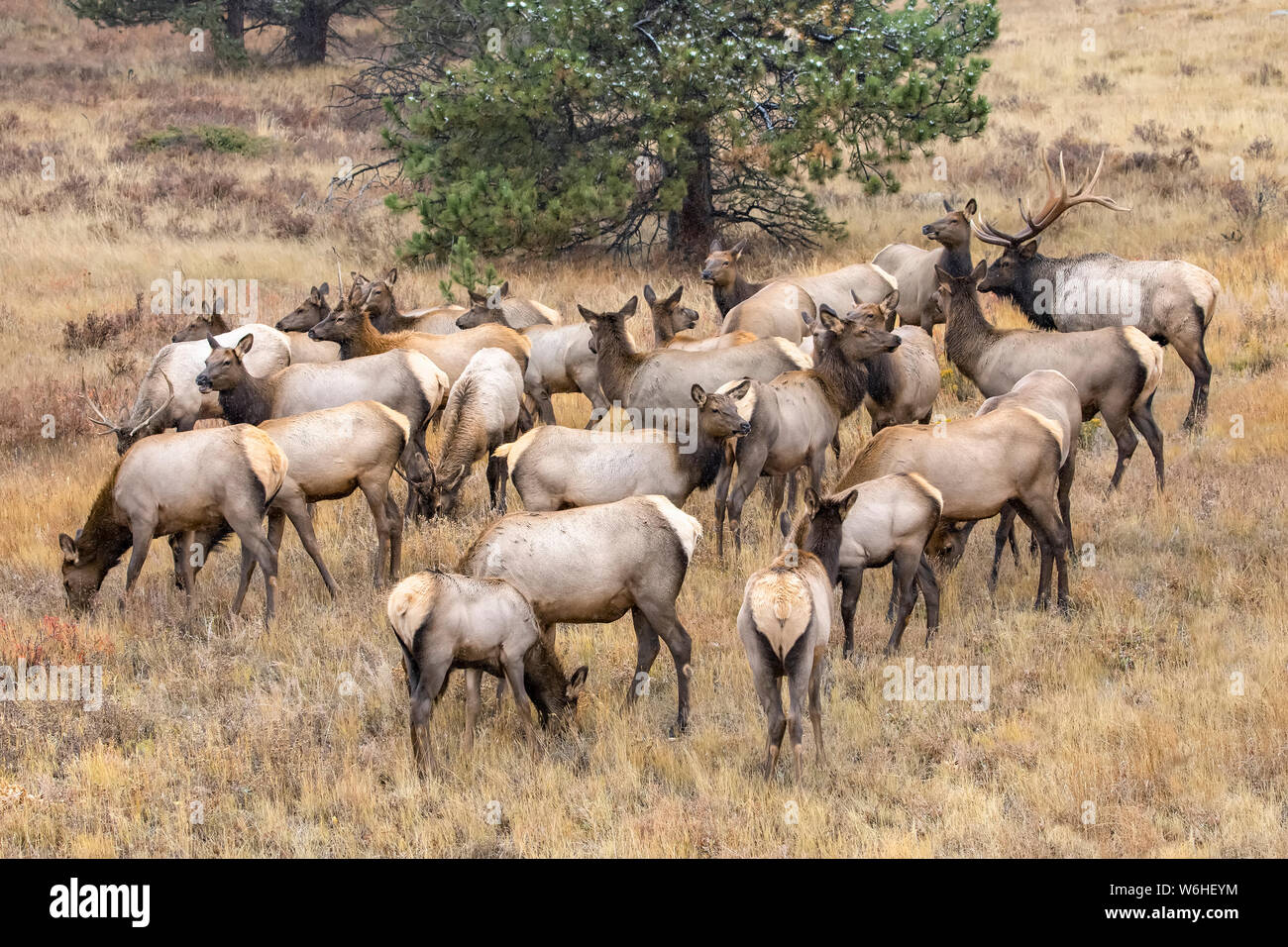 Bull elk (Cervus canadensis) con cow elk e vitelli; Denver, Colorado, Stati Uniti d'America Foto Stock