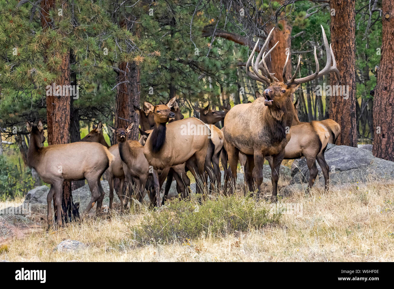 Bull elk (Cervus canadensis) con cow elk e vitelli; Denver, Colorado, Stati Uniti d'America Foto Stock