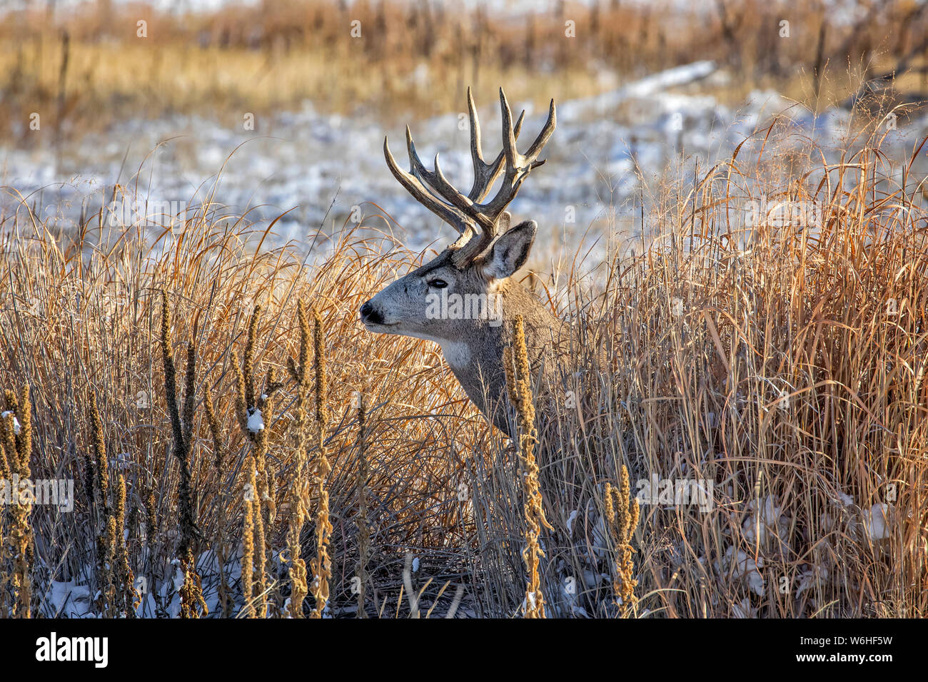 Mule Deer buck (Odocoileus hemionus) in piedi in un campo di erba con tracce di neve e guardando verso sinistra; Denver, Colorado, Stati Uniti d'America Foto Stock