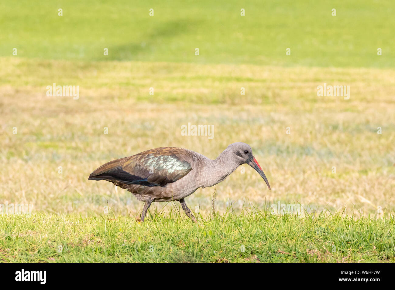 Hadeda / Hadada Ibis (Bostrychia hagedash) nativa per l Africa sub-Sahariana rovistando su un campo da golf, Western Cape, Sud Africa in inverno Foto Stock