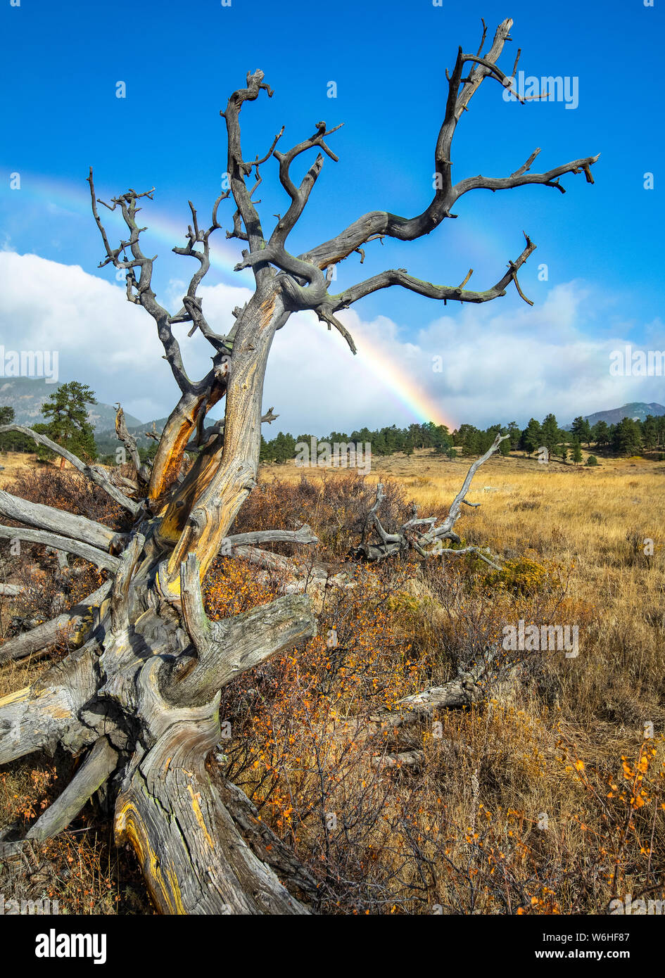 Albero morto in un campo in primo piano e un arcobaleno nella distanza; Denver, Colorado, Stati Uniti d'America Foto Stock