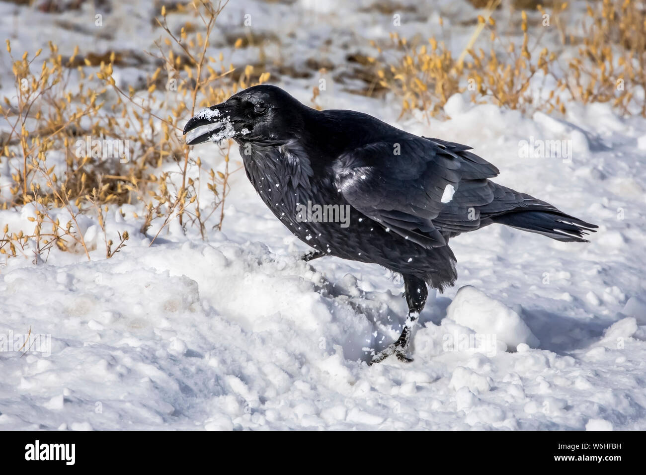 Corvo Imperiale (Corvus) nella neve; Denver, Colorado, Stati Uniti d'America Foto Stock