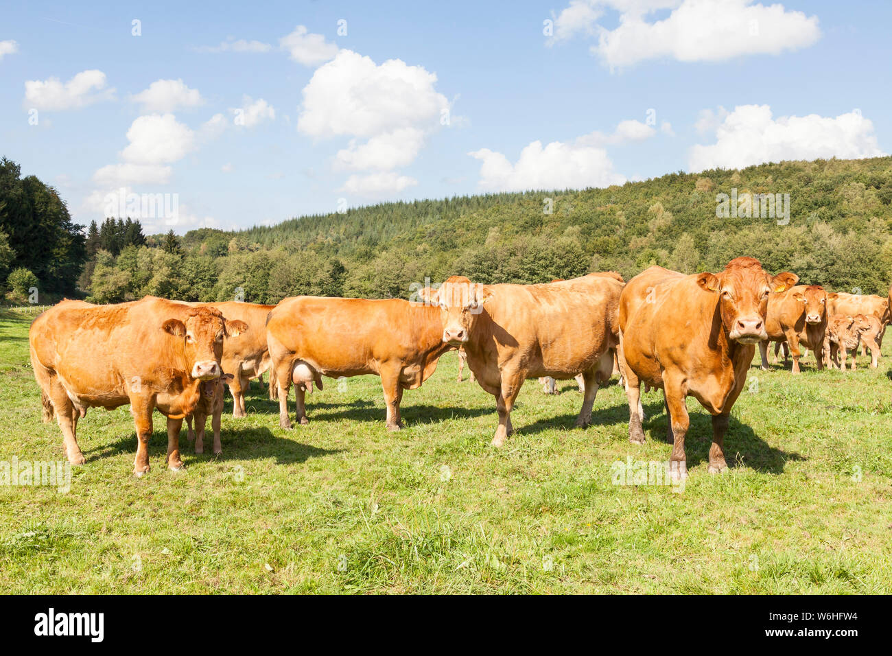 Allevamento del Limousin vacche di manzo, bovini, in un lussureggiante verde pascolo a molla. Questa razza francese è allevato per la carne bovina e della produzione di carne Foto Stock