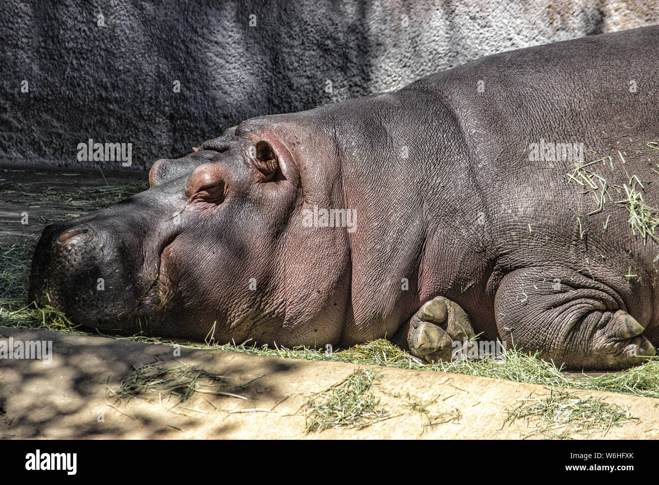 Ippopotamo. Sdraiato. rivolto verso sinistra parziale del corpo. testa. addormentato. parete in background. Foto Stock