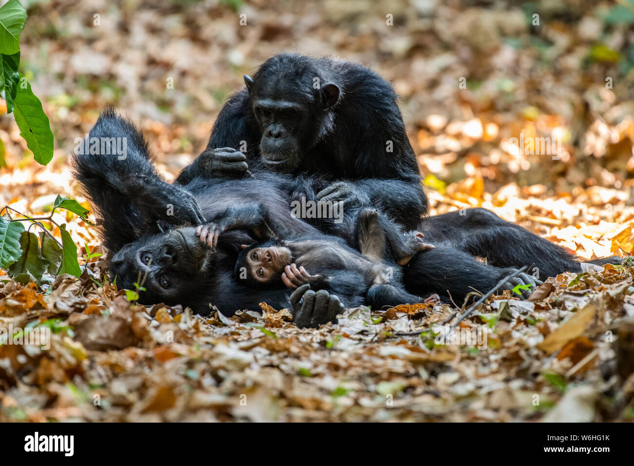 Femmina Chimpanzee (Trogloditi Pan) che si trova sulla sua schiena con il bambino in braccia è curata da un'altra femmina nel Parco Nazionale delle Montagne Mahale sulla riva... Foto Stock