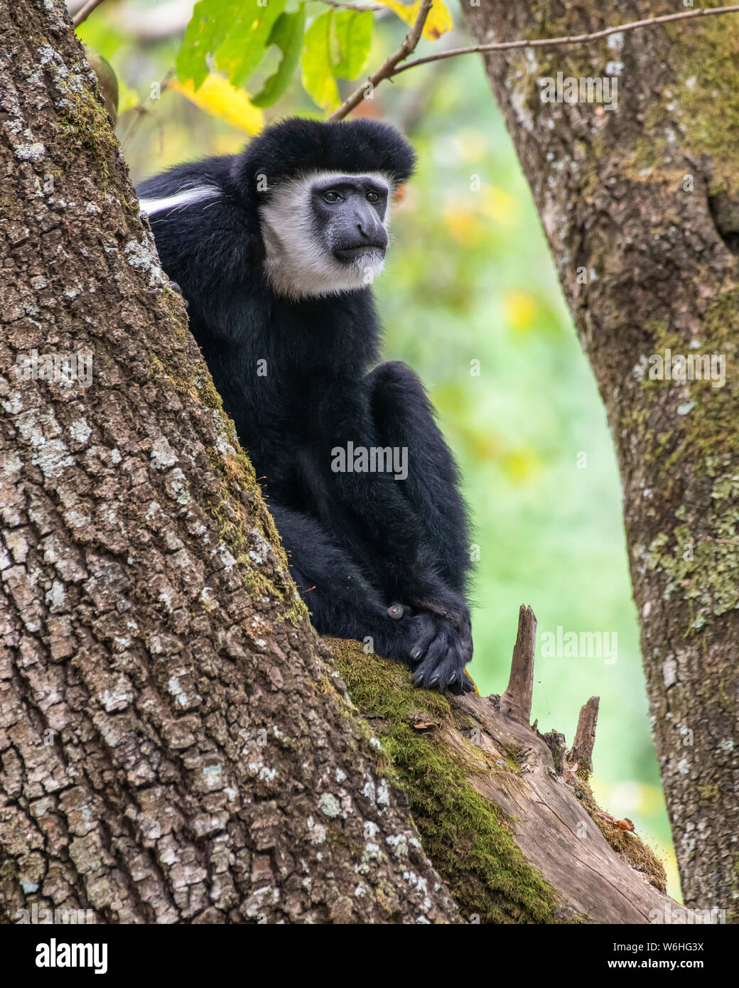 In bianco e nero Colobus Monkey (Colobus guereza) seduto in un albero a Ngare Sero Mountain Lodge, nei pressi di Arusha in Tanzania; Foto Stock