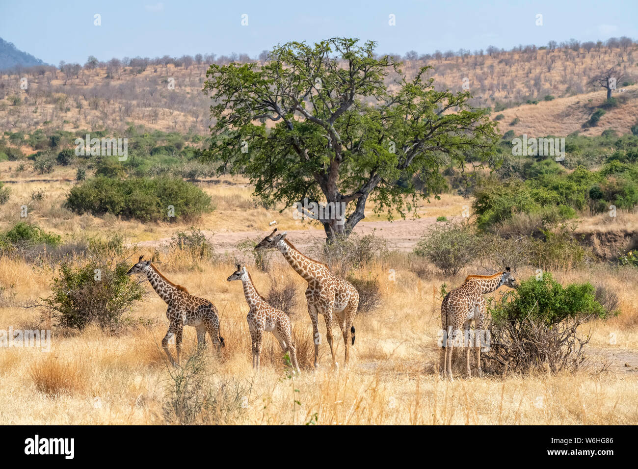 Adulto Maasai Giraffe (Giraffa camelopardalis) con tre giovani giraffe nella golden savana secca di Ruaha National Park; Tanzania Foto Stock