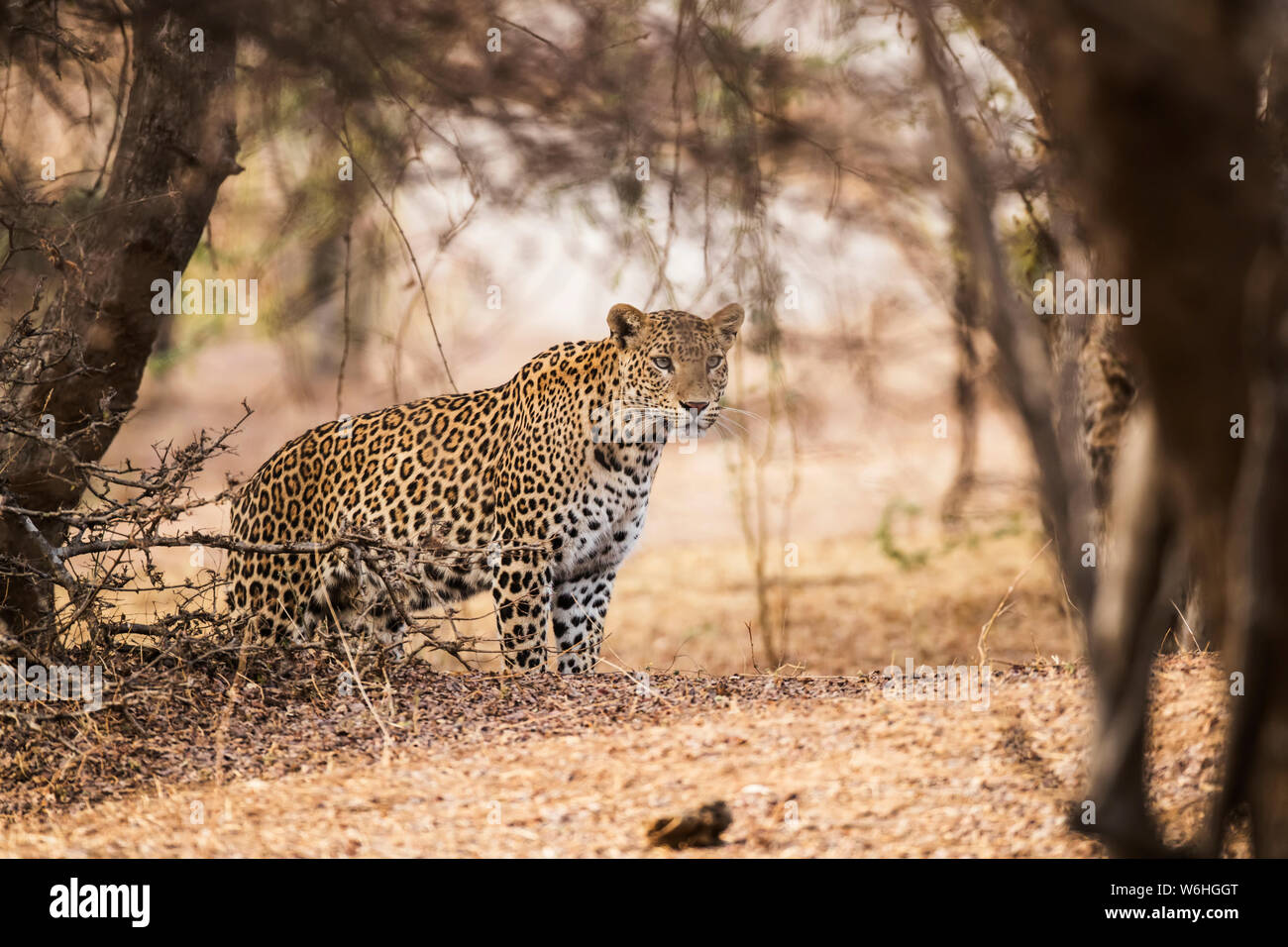 Leopard (Panthera pardus) sta in piedi sotto un albero a guardare a destra, India settentrionale; il Rajasthan, India Foto Stock