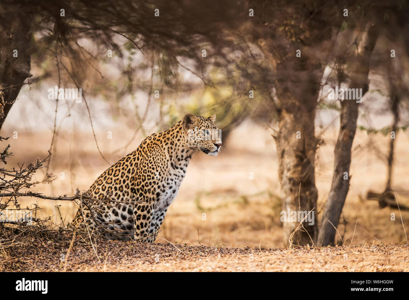 Leopard (Panthera pardus) si siede sotto un albero cercando di destra, India settentrionale; il Rajasthan, India Foto Stock