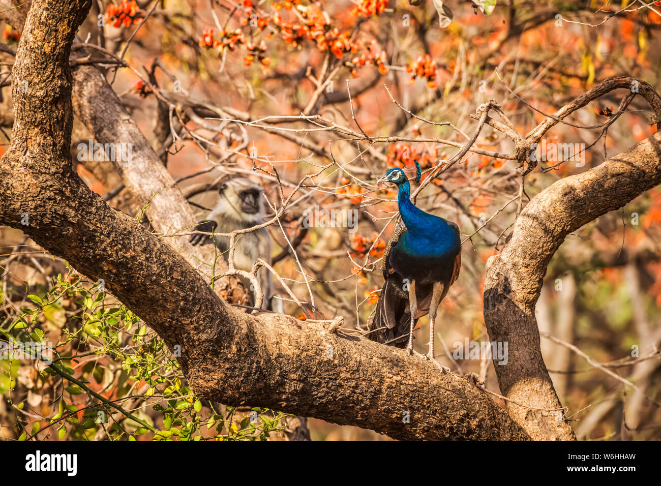 Peacock (Pavo cristatus) in piedi su un ramo di albero nel Parco nazionale di Ranthambore, India settentrionale; il Rajasthan, India Foto Stock