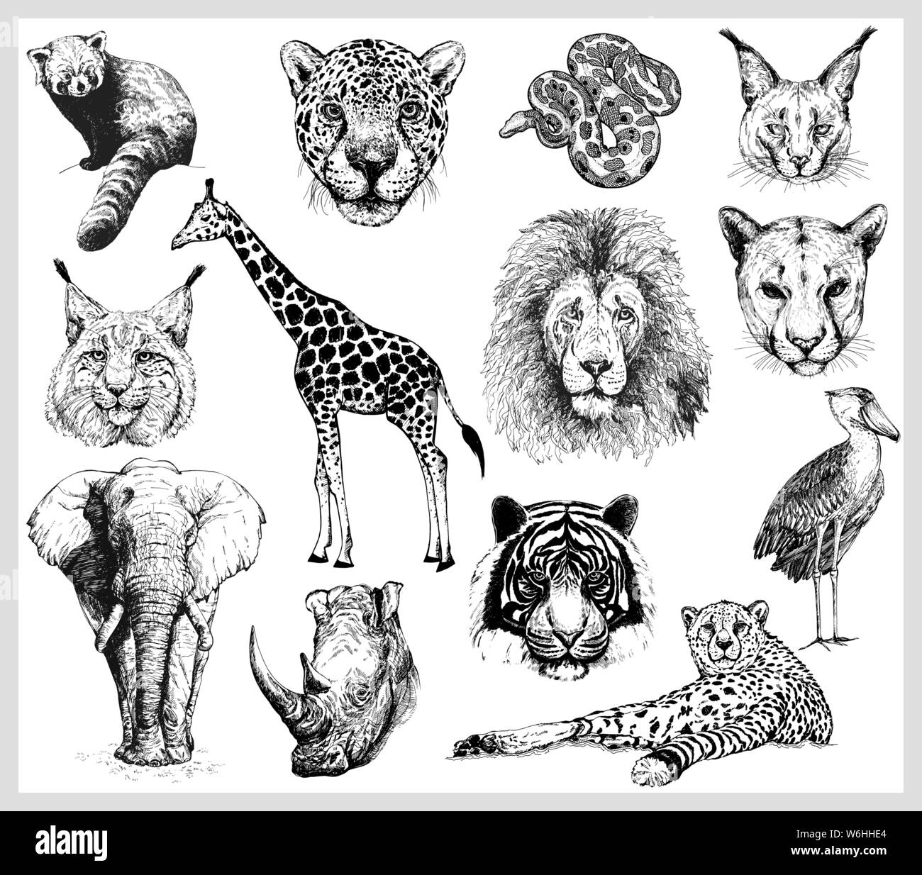 Grande set di disegnato a mano stile sketch animali selvaggi isolati su sfondo bianco. Illustrazione Vettoriale. Illustrazione Vettoriale