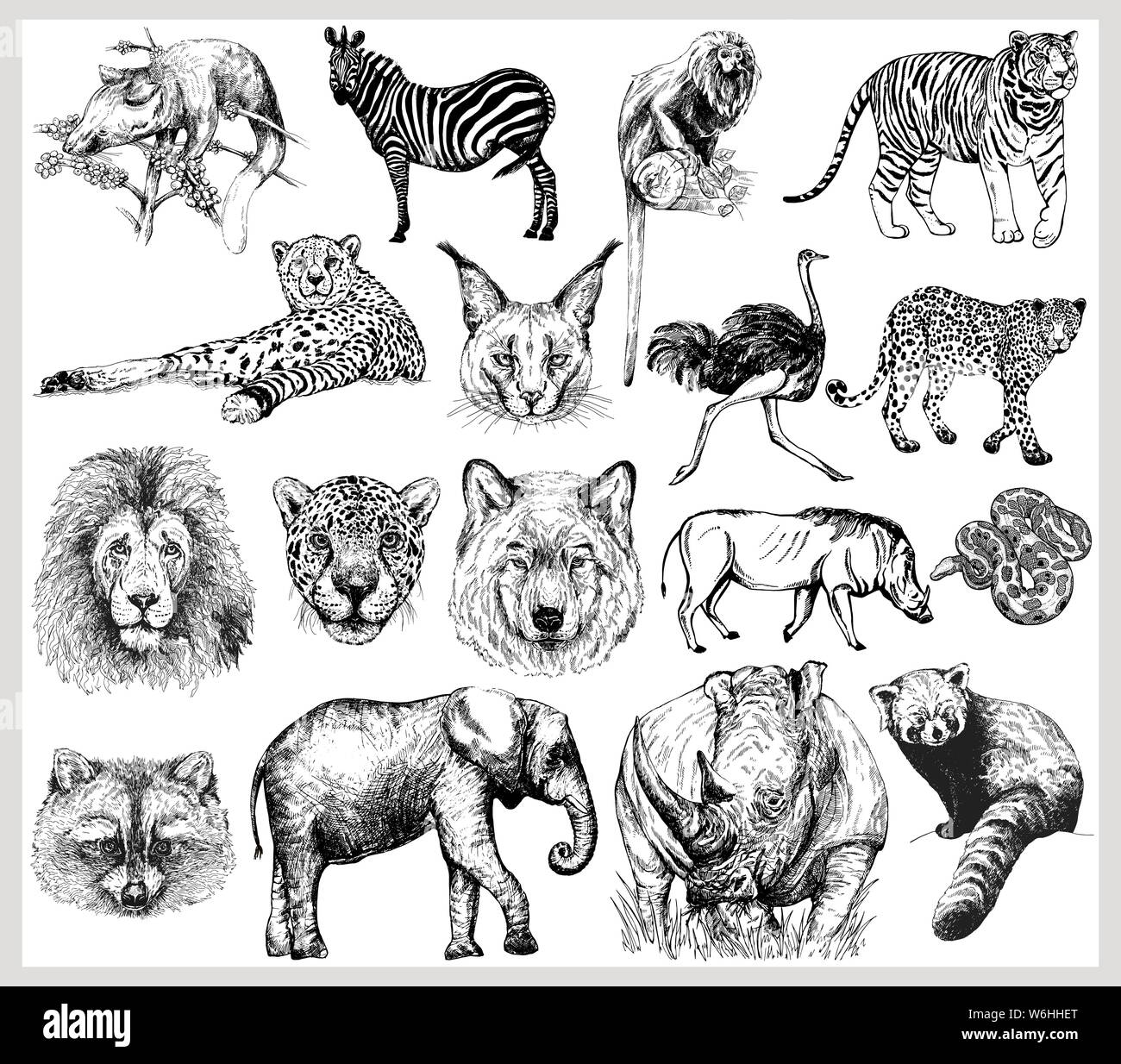 Grande set di disegnato a mano stile sketch animali selvaggi isolati su sfondo bianco. Illustrazione Vettoriale. Illustrazione Vettoriale