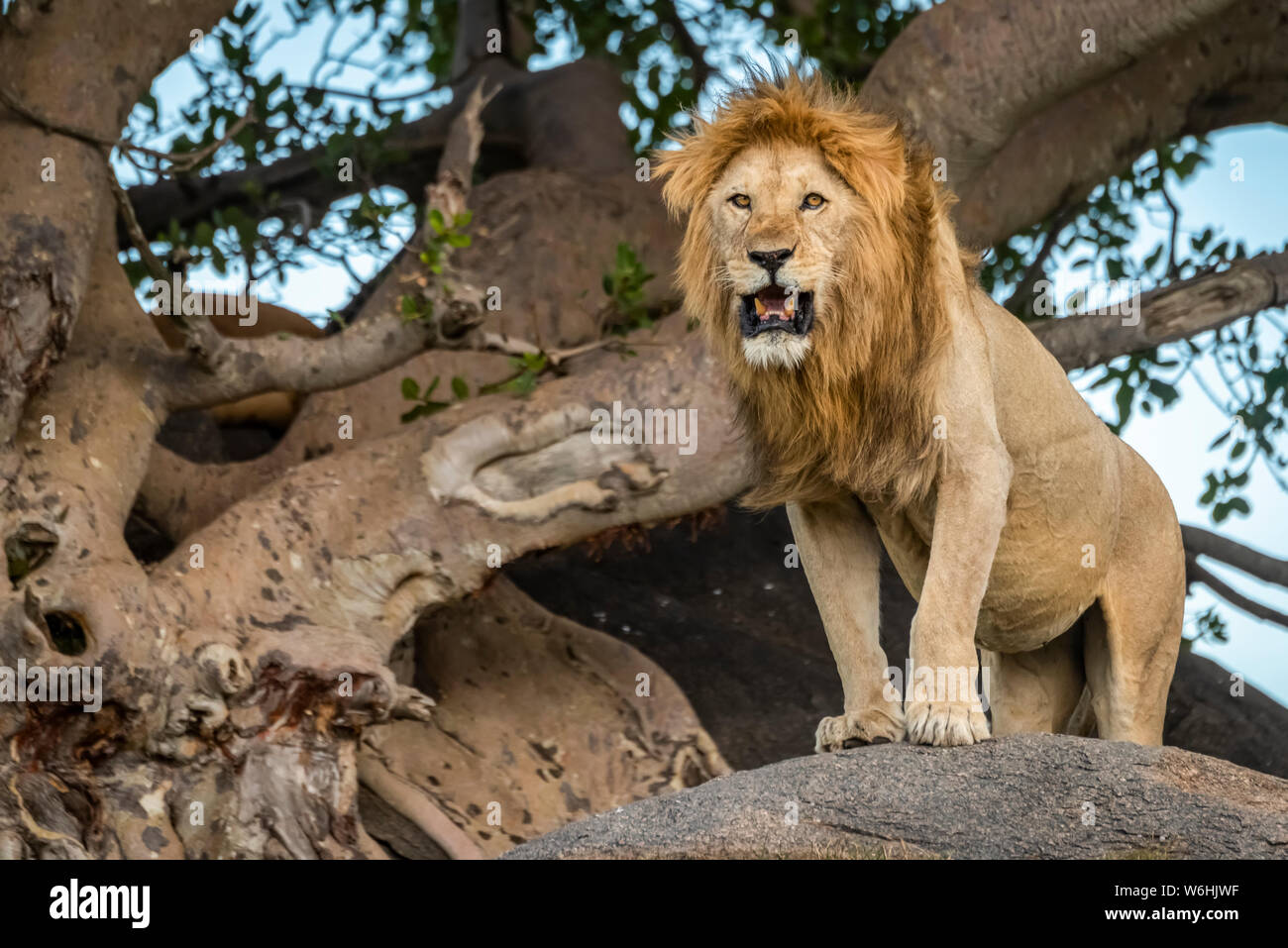 Leone maschio (Panthera leo) sorge sulla roccia accanto all albero,  Serengeti; Tanzania Foto stock - Alamy