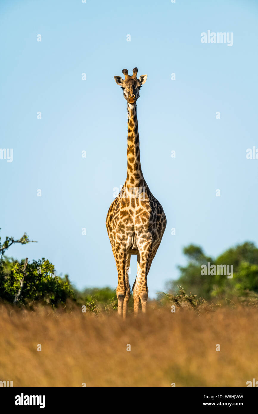 Masai giraffe (Giraffa camelopardalis tippelskirchii) sorge di fronte alla fotocamera sull'orizzonte, Serengeti; Tanzania Foto Stock