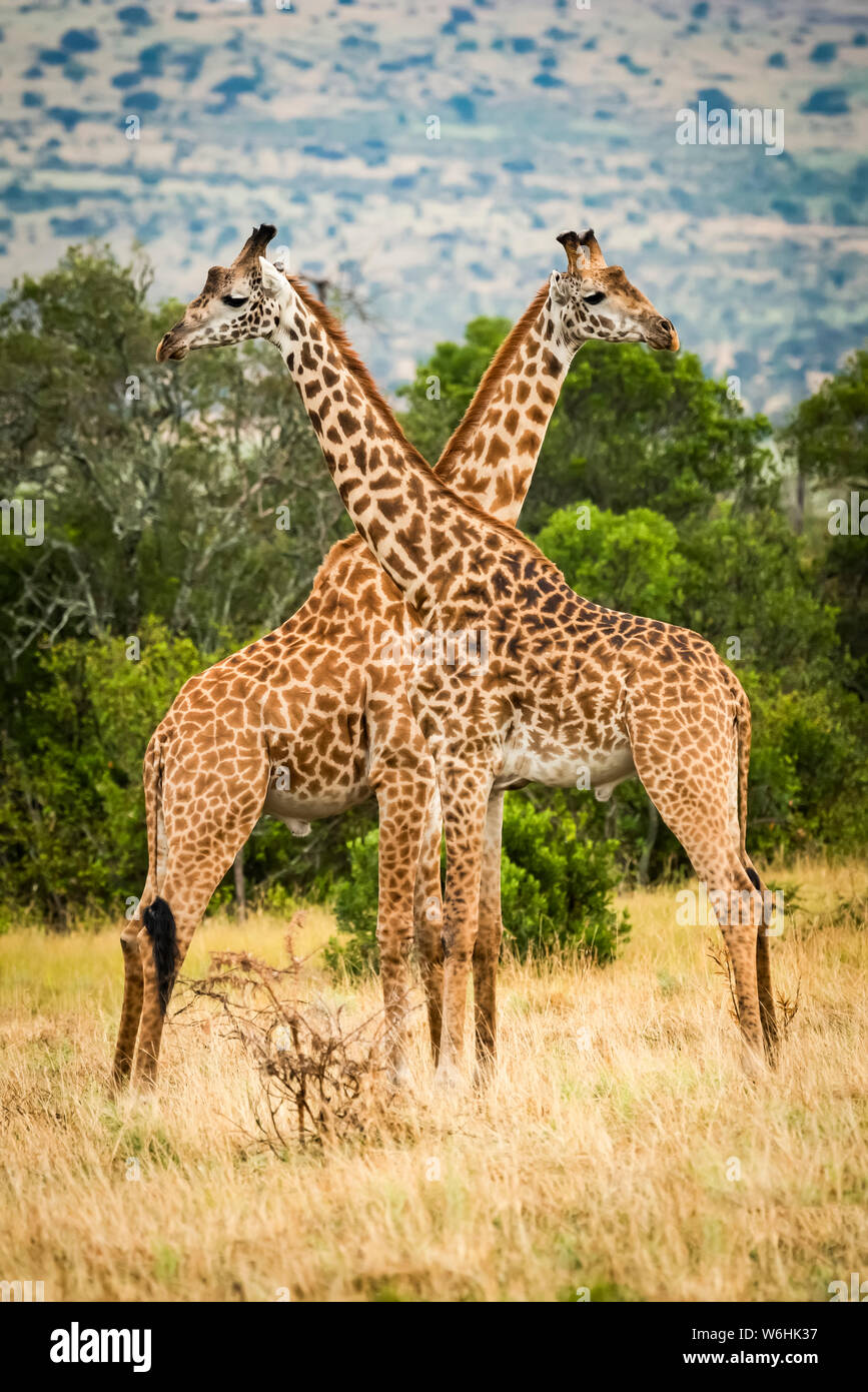 Due Masai giraffe (Giraffa camelopardalis tippelskirchii) attraversando il collo da alberi, Serengeti; Tanzania Foto Stock