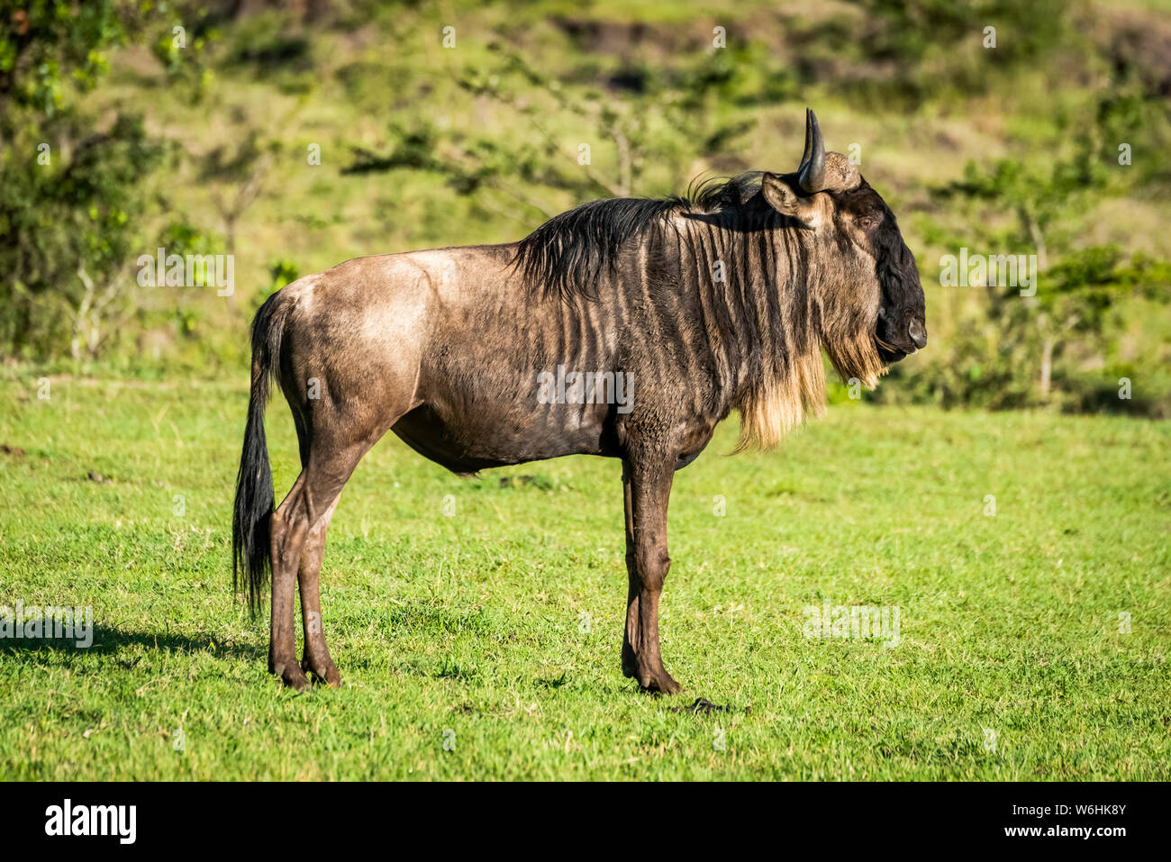 Blue GNU (Connochaetes taurinus) si erge nel profilo su erba, Serengeti; Tanzania Foto Stock