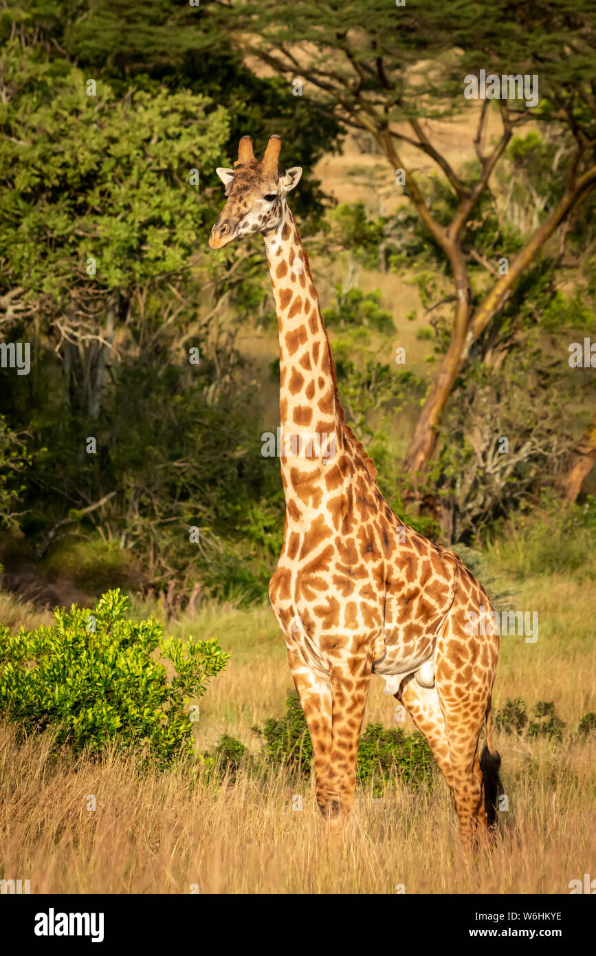 Masai giraffe (Giraffa camelopardalis tippelskirchii) sta guardando la telecamera, Serengeti; Tanzania Foto Stock