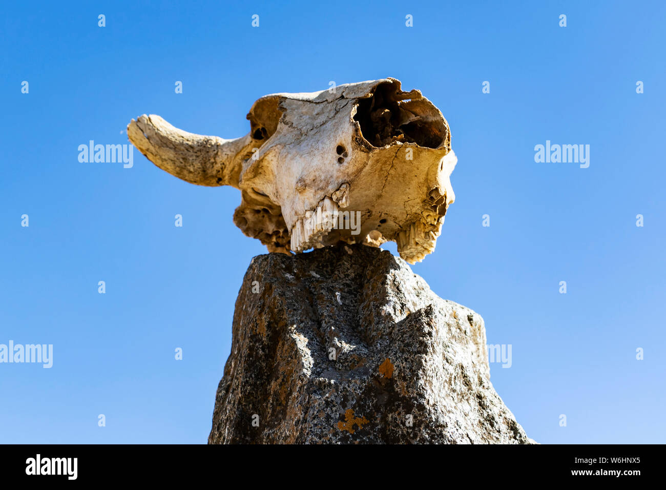 Cranio di vacca in cima ad una stela nel campo di Gudit stela; Axum, Tigray Regione, Etiopia Foto Stock